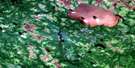 032E16 Lac Grasset Aerial Satellite Photo Thumbnail
