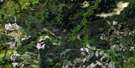 042B09 Elf Lake Aerial Satellite Photo Thumbnail