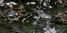 093C09 Clusko River Aerial Satellite Photo Thumbnail