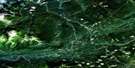 093I15 Kinuseo Creek Aerial Satellite Photo Thumbnail