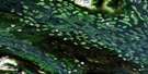 103P09 Kispiox River Aerial Satellite Photo Thumbnail